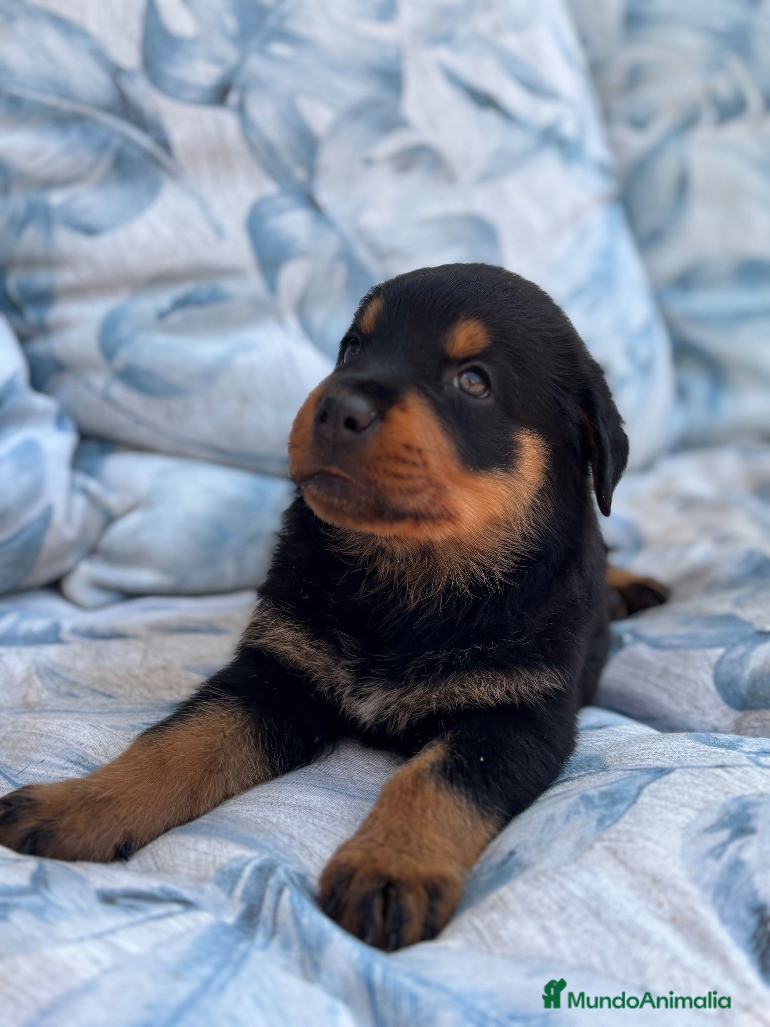 Rottweiler perros Hembra Rottweiler disponible - Anuncio 1