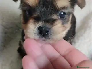 Morkie perros Cachorrita mini es un peluche - Anuncio 1