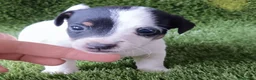 Jack Russell Terrier perros en venta: Jack Russell - Anuncio 4