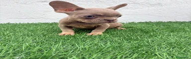 Bulldog Francés 1
