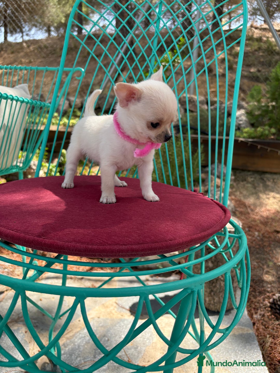 Chihuahua perros en venta: Chihuahua hembra blanca !!! - Anuncio 6