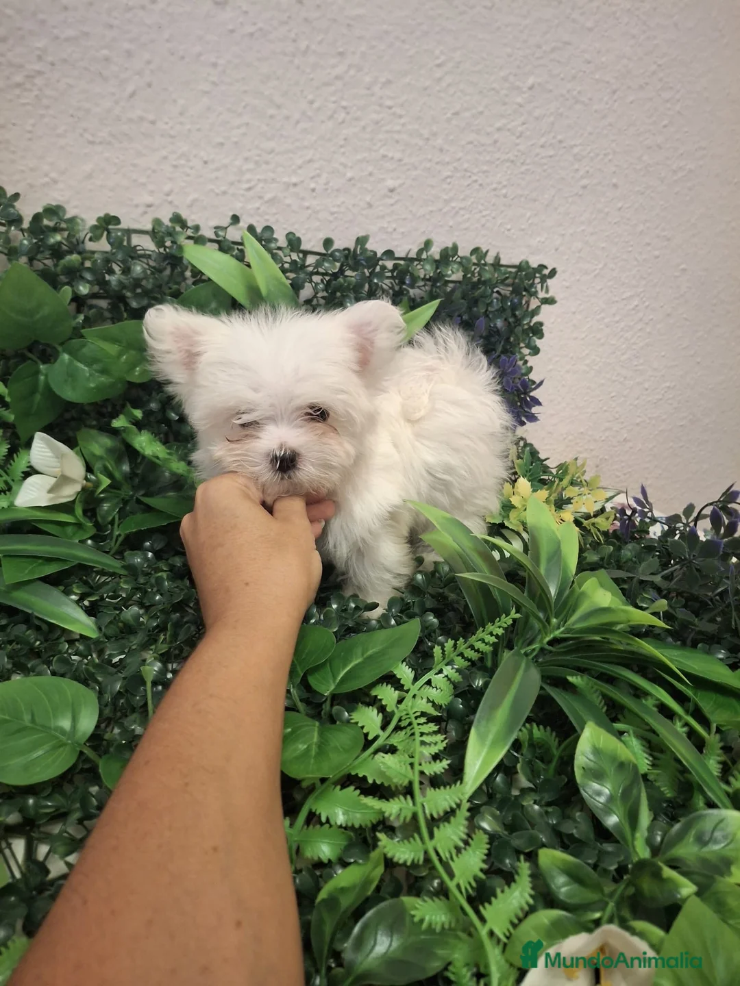 Bichón Maltés perros en venta: Cachorro bichon maltes  - Anuncio 2