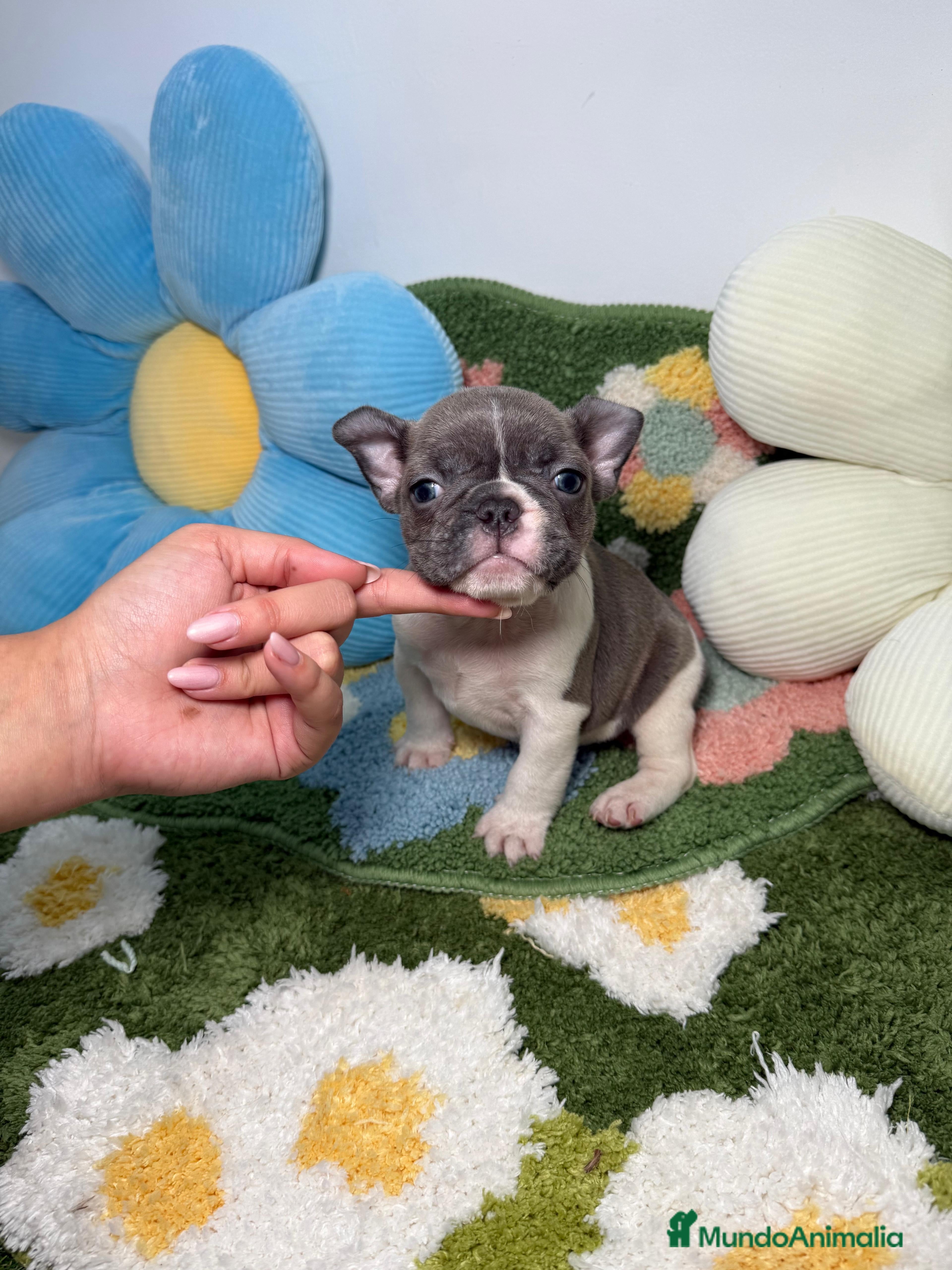Bulldog Francés perros Bulldog Frances Lilac Vaquita Macho - Anuncio 12
