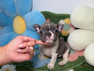 Bulldog Francés perros Bulldog Frances Lilac Vaquita Macho - Anuncio 3