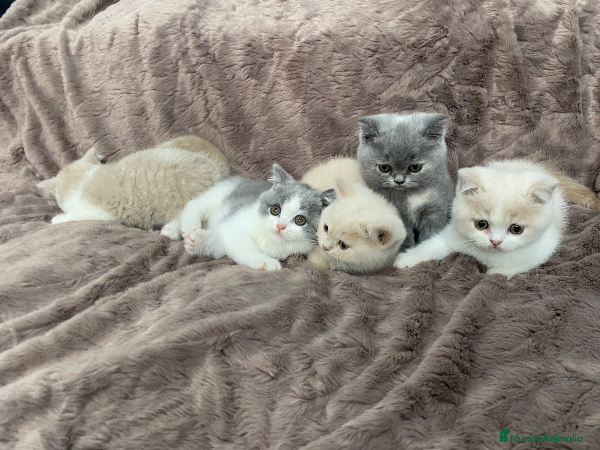 Británico de Pelo Corto gatos British shorthair - Anuncio 2