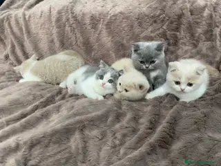 Británico de Pelo Corto gatos British shorthair - Anuncio 2