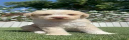 Perro de Agua Español perros en venta: PERRO DE AGUA  - Anuncio 8
