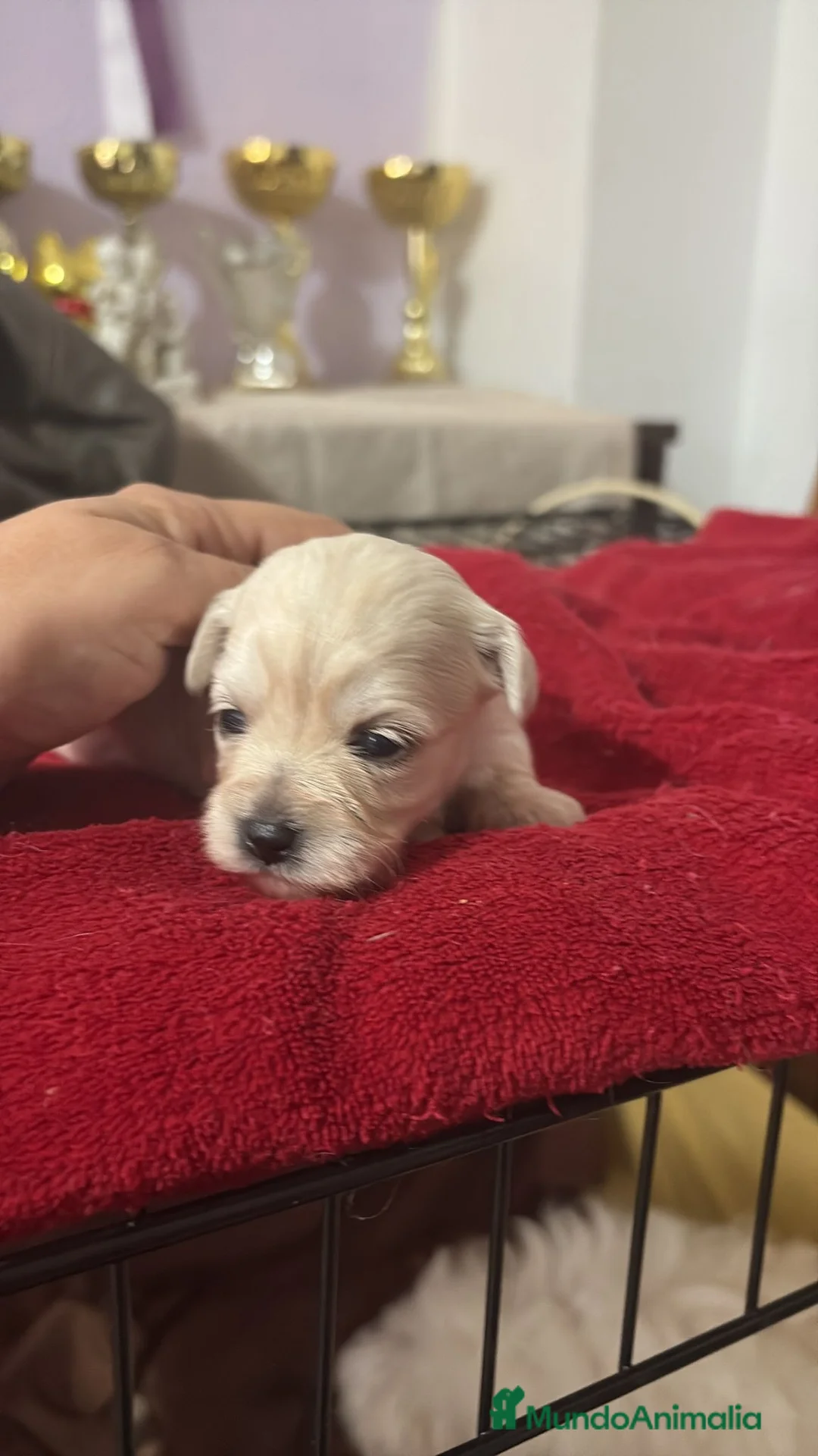 Bichón Maltés perros en venta: Preciosos Bichon maltes  - Anuncio 3