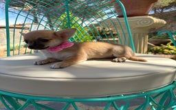 Chihuahua perros en venta: Chihuahuas hembra disponible!!! - Imagen 5