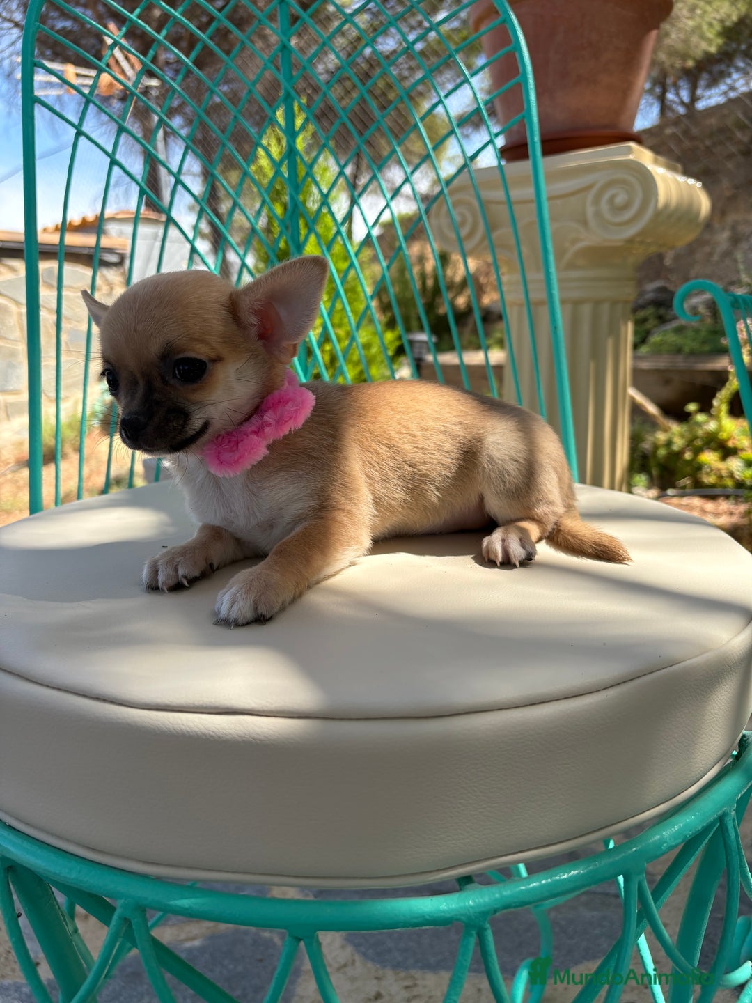 Chihuahua perros en venta: Chihuahuas hembra disponible!!! - Imagen 5