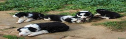 Border Collie perros en venta: Border collie standar  - Anuncio 2