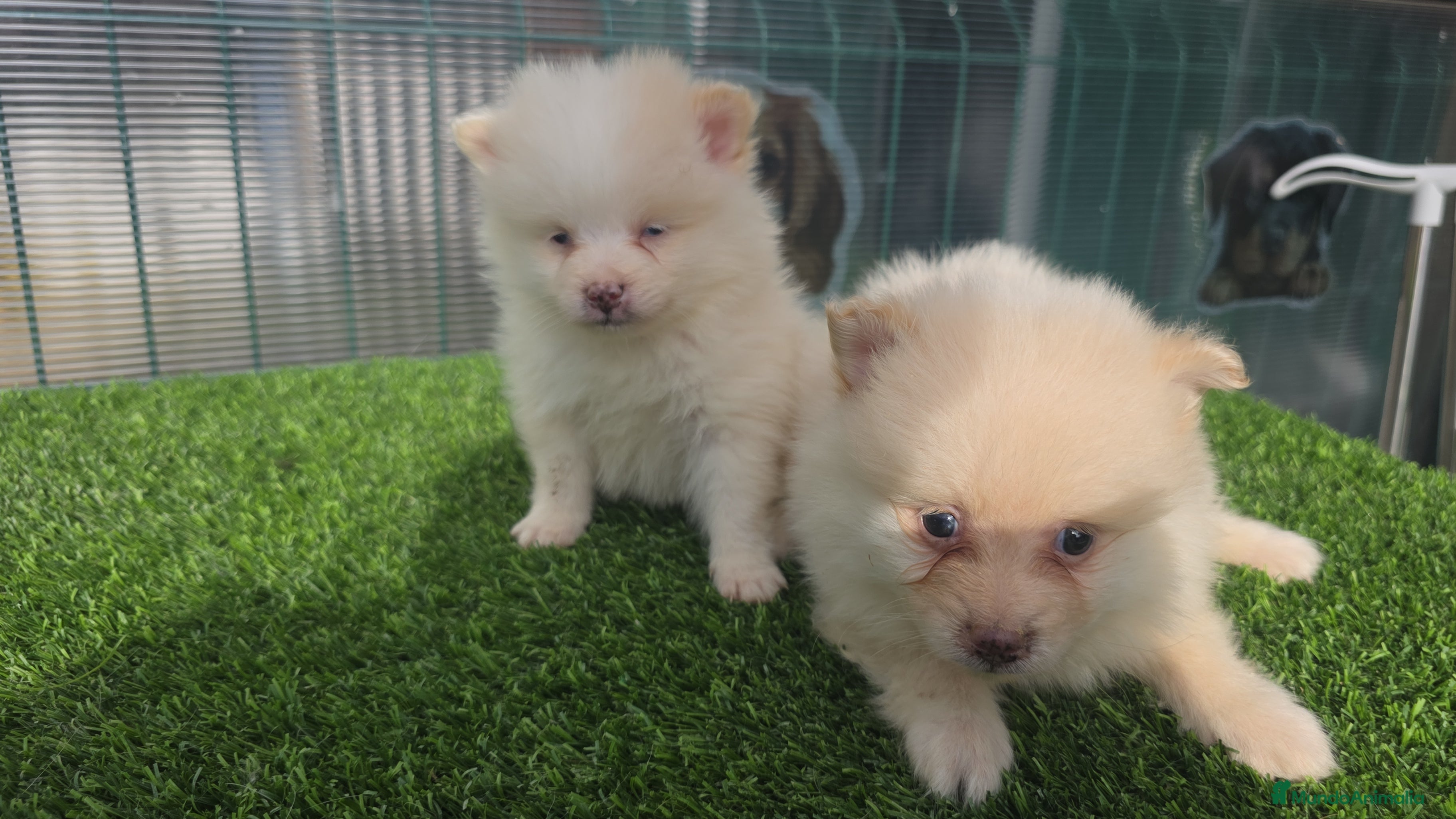 Pomerania perros Pomerania miniaturas  - Anuncio 2