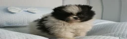Pomerania perros en venta: CACHORROS DE POMERANIA  - Anuncio 20