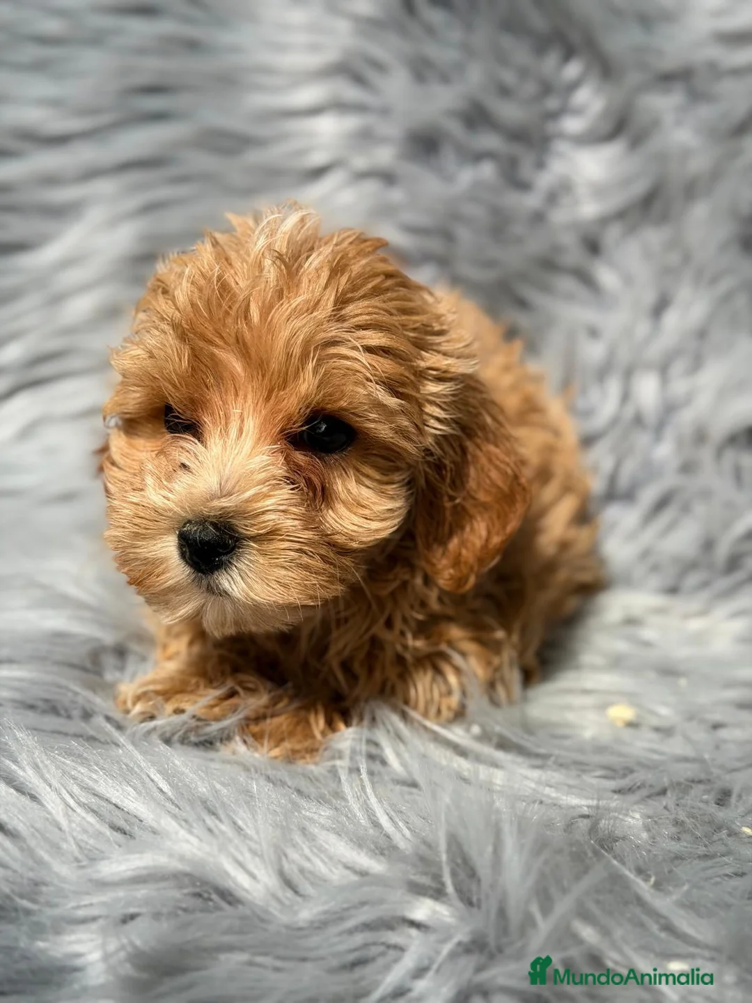 Maltipoo perros en venta: Macho maltipoo - Anuncio 8