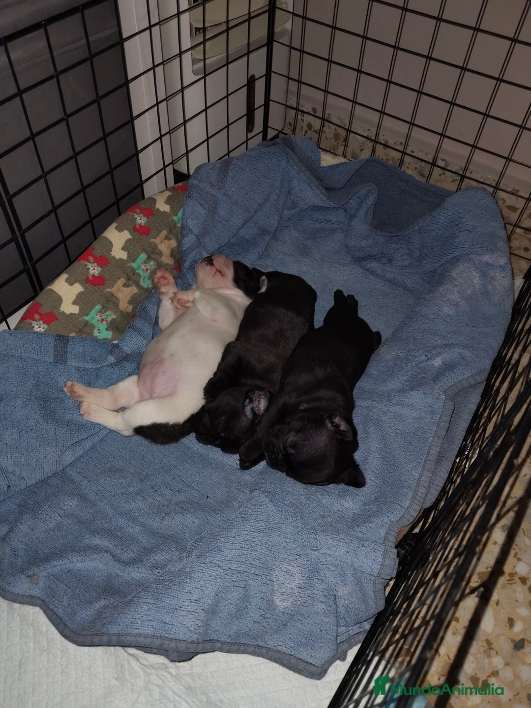 Bulldog Francés perros en venta: Bulldog francés Hembras Negras  - Anuncio 3