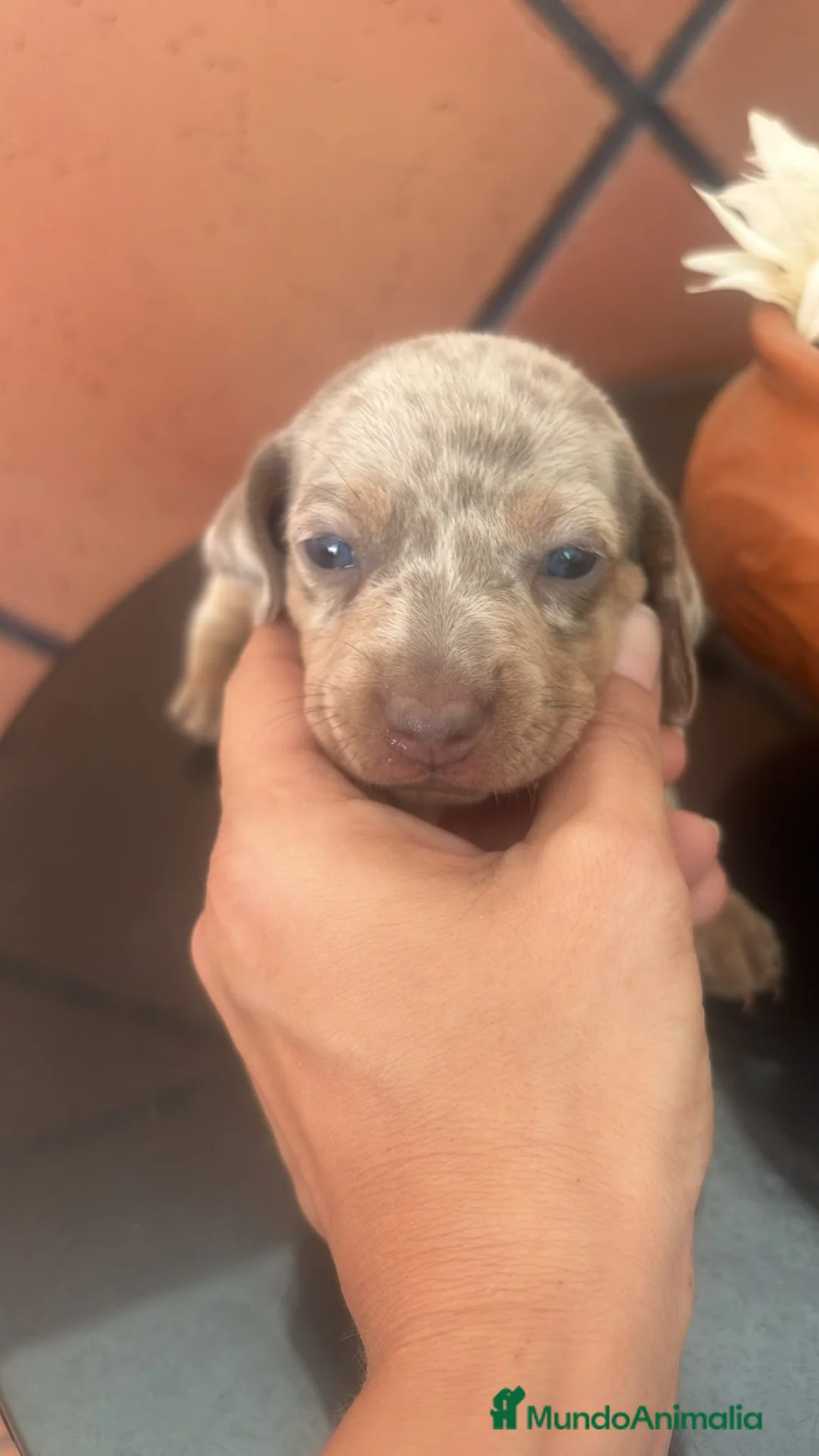 Teckel Miniatura perros en venta: Teckel mini  - Anuncio 1
