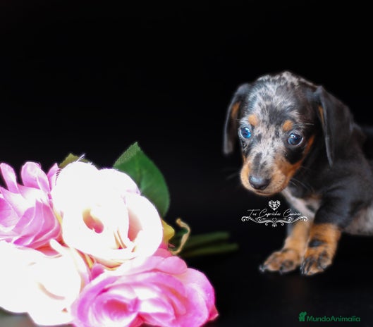 Teckel perros en Cantabria - Anuncio 18