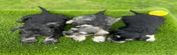 Schnauzer Miniatura perros en venta: Schnauzer miniatura  - Anuncio 2