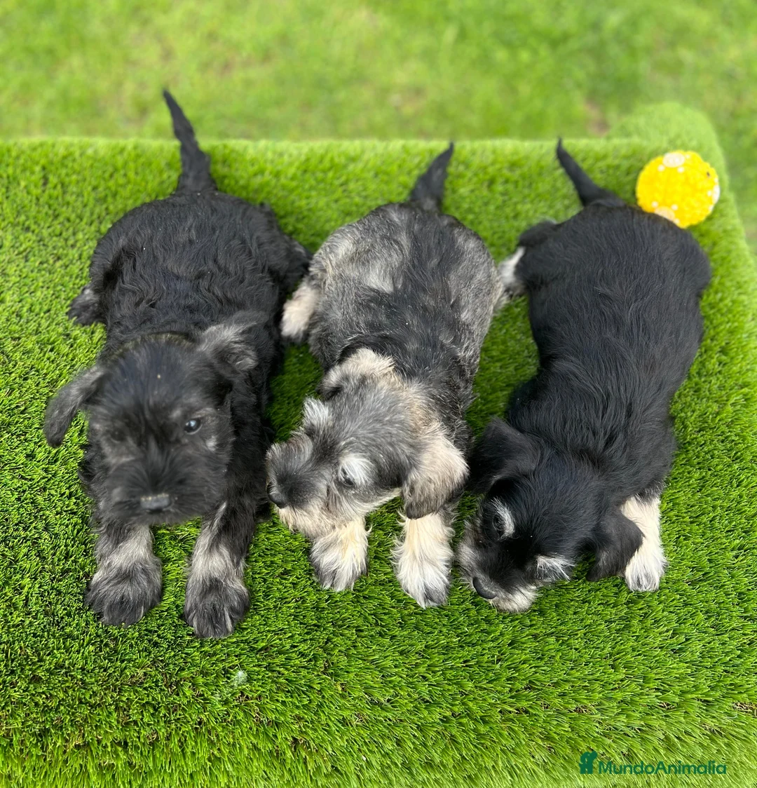Schnauzer Miniatura perros en venta: Schnauzer miniatura  - Anuncio 2