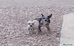 Chihuahua perros en venta: Chihuahua Toy - Imagen 3