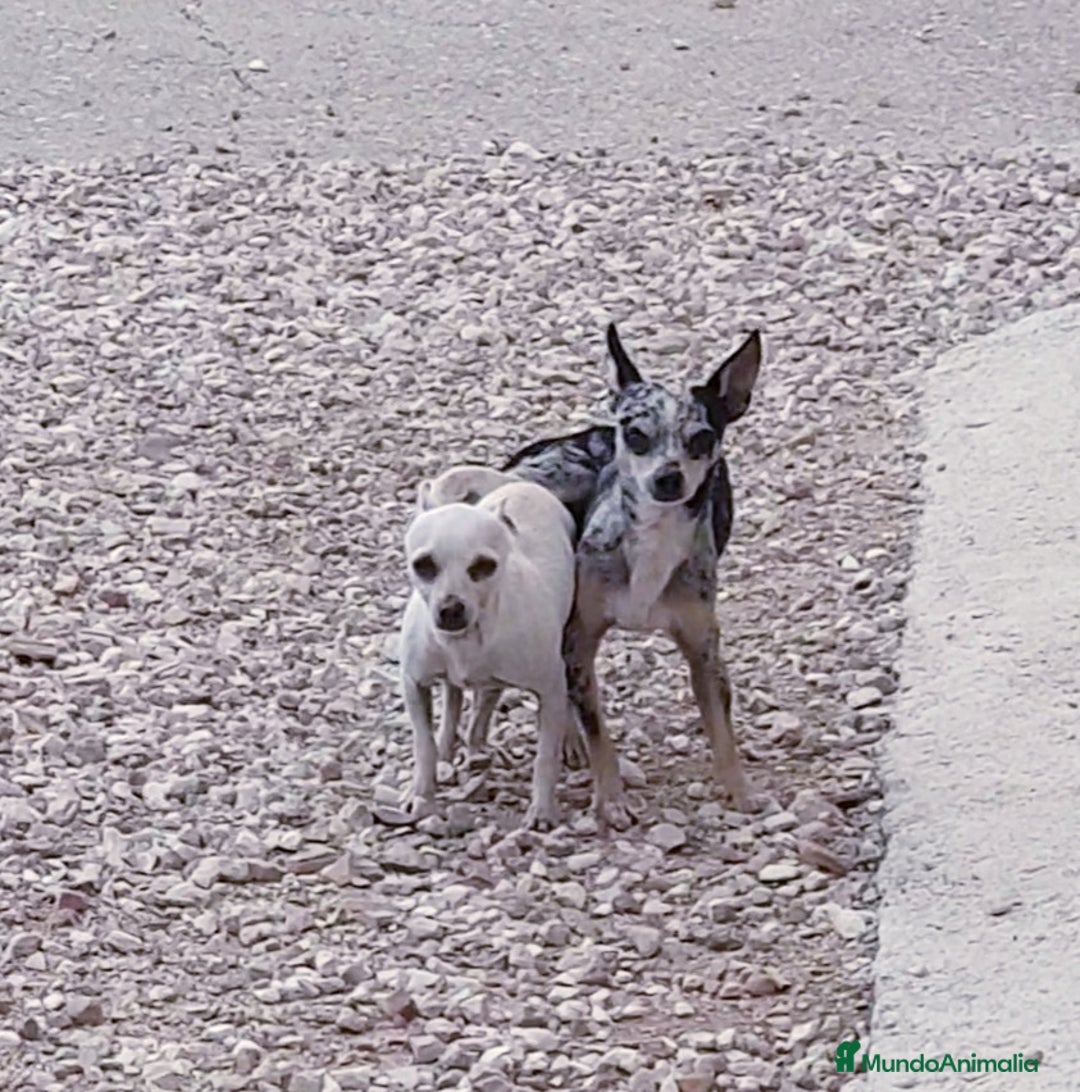 Chihuahua perros en venta: Chihuahua Toy - Imagen 3