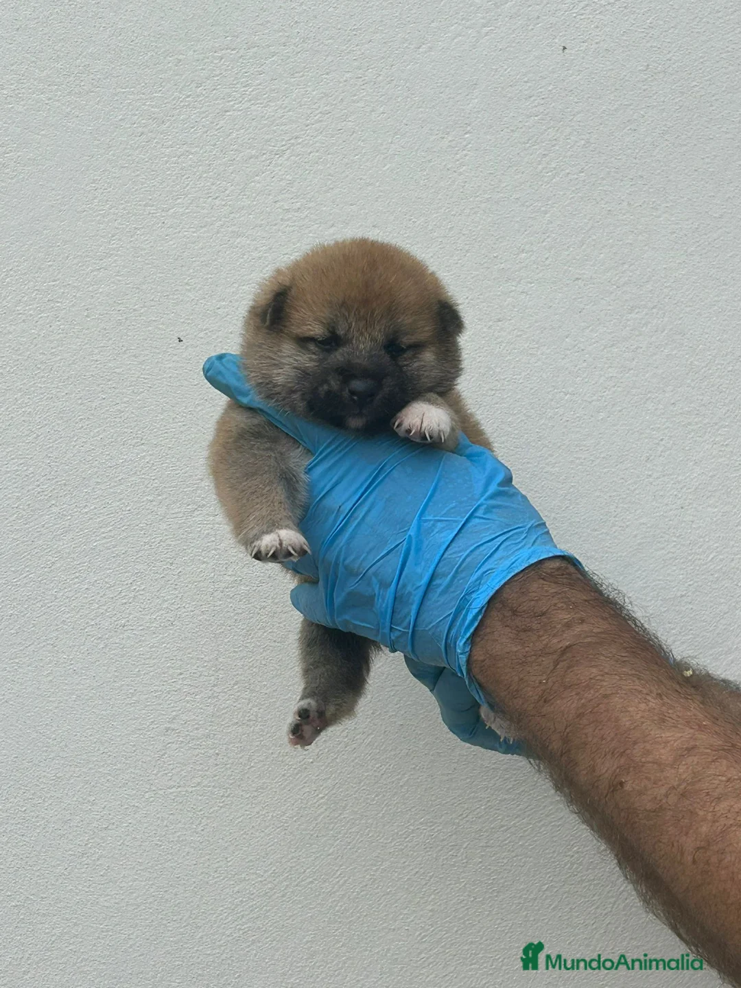 Shiba Inu perros en venta: Cachorros de Shiba Inu  - Anuncio 10