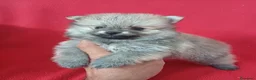 Pomerania perros en venta: Pomerania Mini Sable  - Anuncio 1