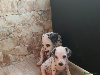 Dálmata perros - Anuncio 4