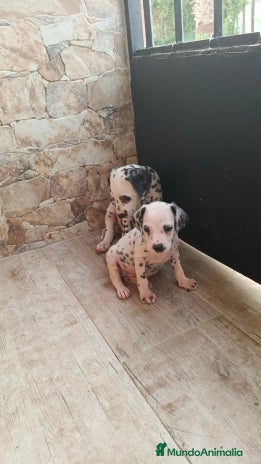 Dálmata perros - Anuncio 2