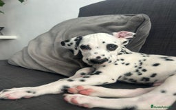 Dálmata perros en venta: Dalmata para septiembre  - Imagen 1