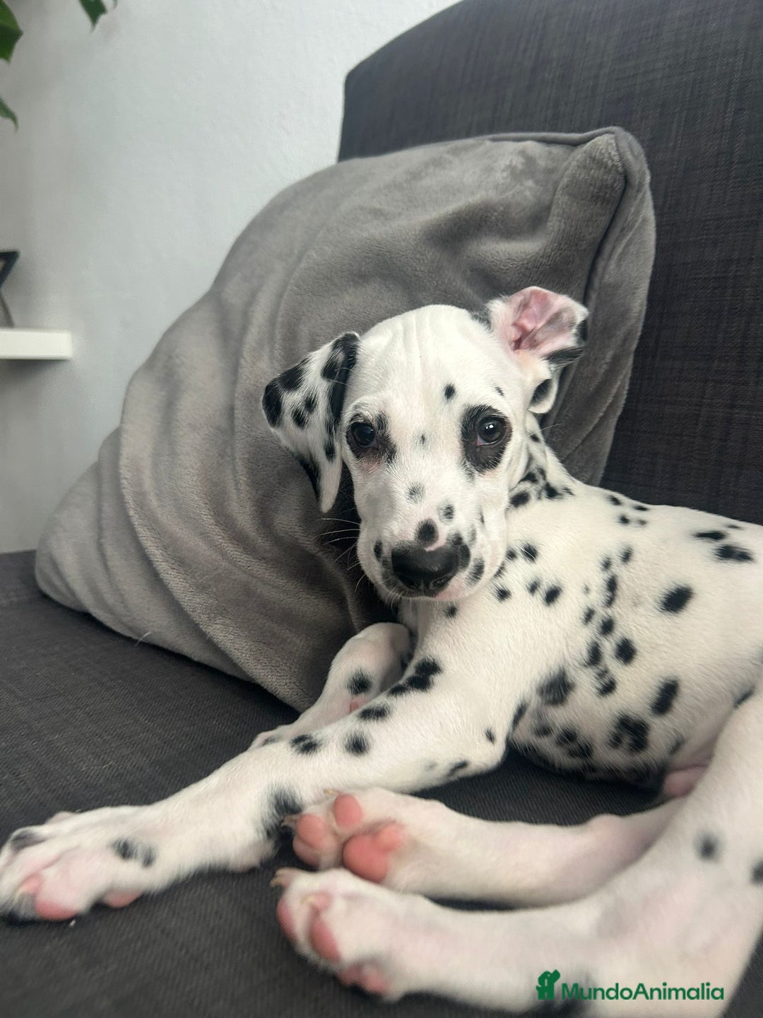 Dálmata perros en venta: Dalmata para septiembre  - Imagen 1