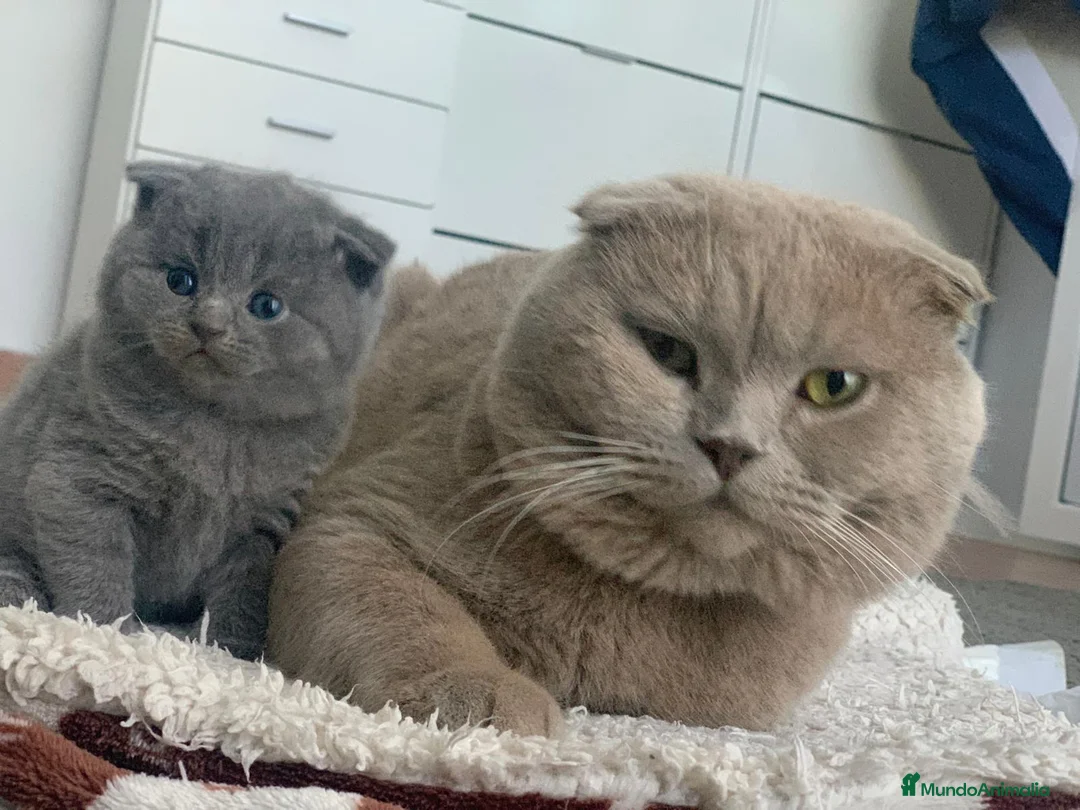 Imagen de galería {{count}}