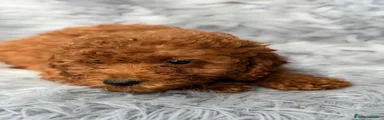 Caniche Mediano 1