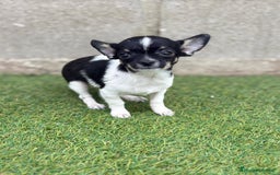 Chihuahua perros en venta: Chihuahua micro toy - Imagen 3