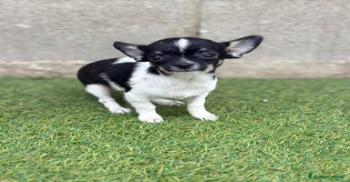 Chihuahua perros - Anuncio 5