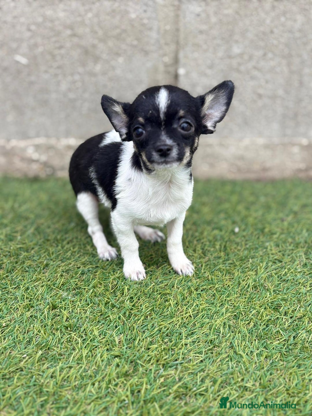 Chihuahua perros en venta: Chihuahua micro toy - Imagen 3