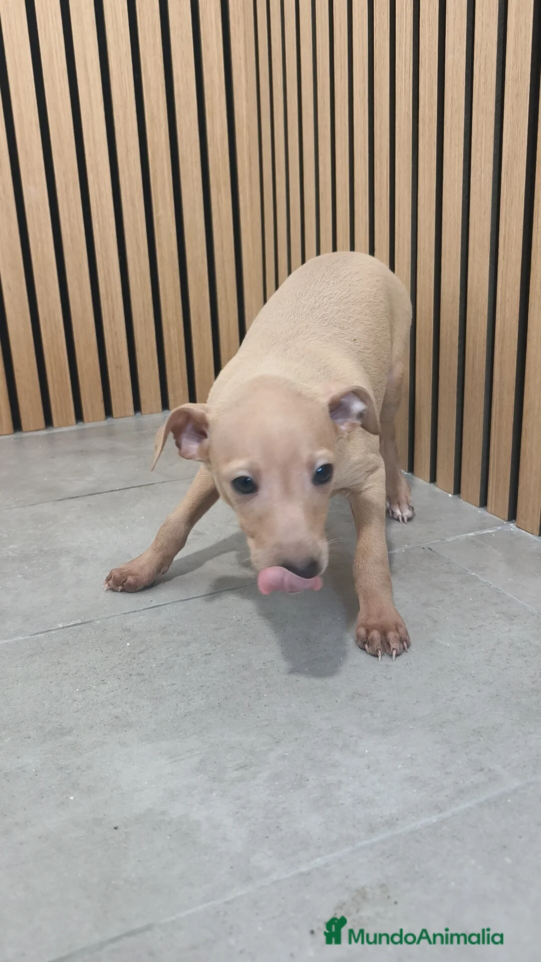 Pequeño Lebrel Italiano perros en venta: Piccolo Galgo Italiano Lebrel - Anuncio 14