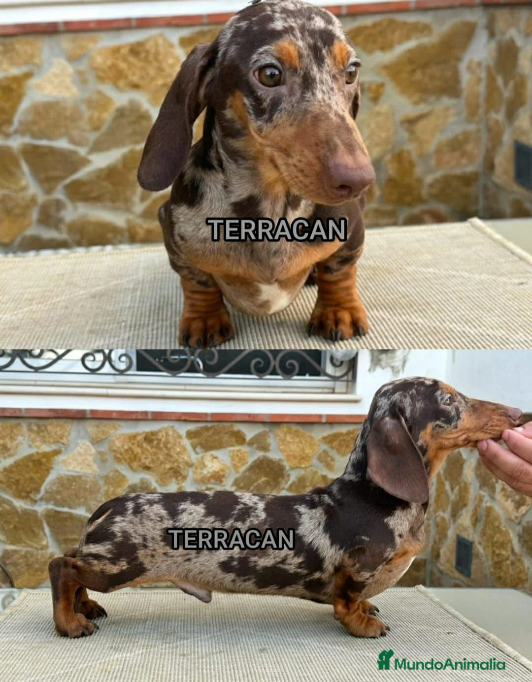 Teckel Miniatura perros en venta: Macho chocolate de teckel Kaninchen  - Anuncio 8