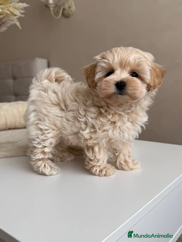 Maltipoo perros MALTIPOO EXCLUSIVOS mini toy🧸💖 - Anuncio 1