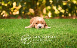 Cocker Spaniel Inglés perros en venta: Cachorros de cocker spaniel inglés disponibles.  - Imagen 5