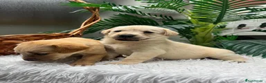 Labrador Retriever 5