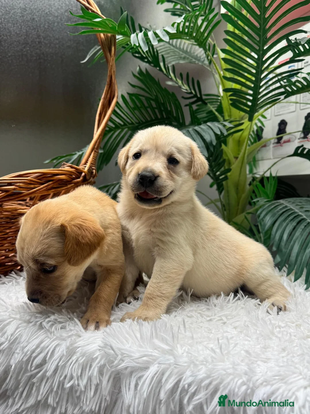 Labrador Retriever perros en venta: LABRADOR RETREVIER - Anuncio 15