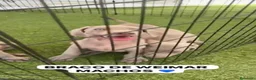 Weimaraner perros en venta: CACHORROS DE BRACO DE WEIMAR  - Anuncio 2