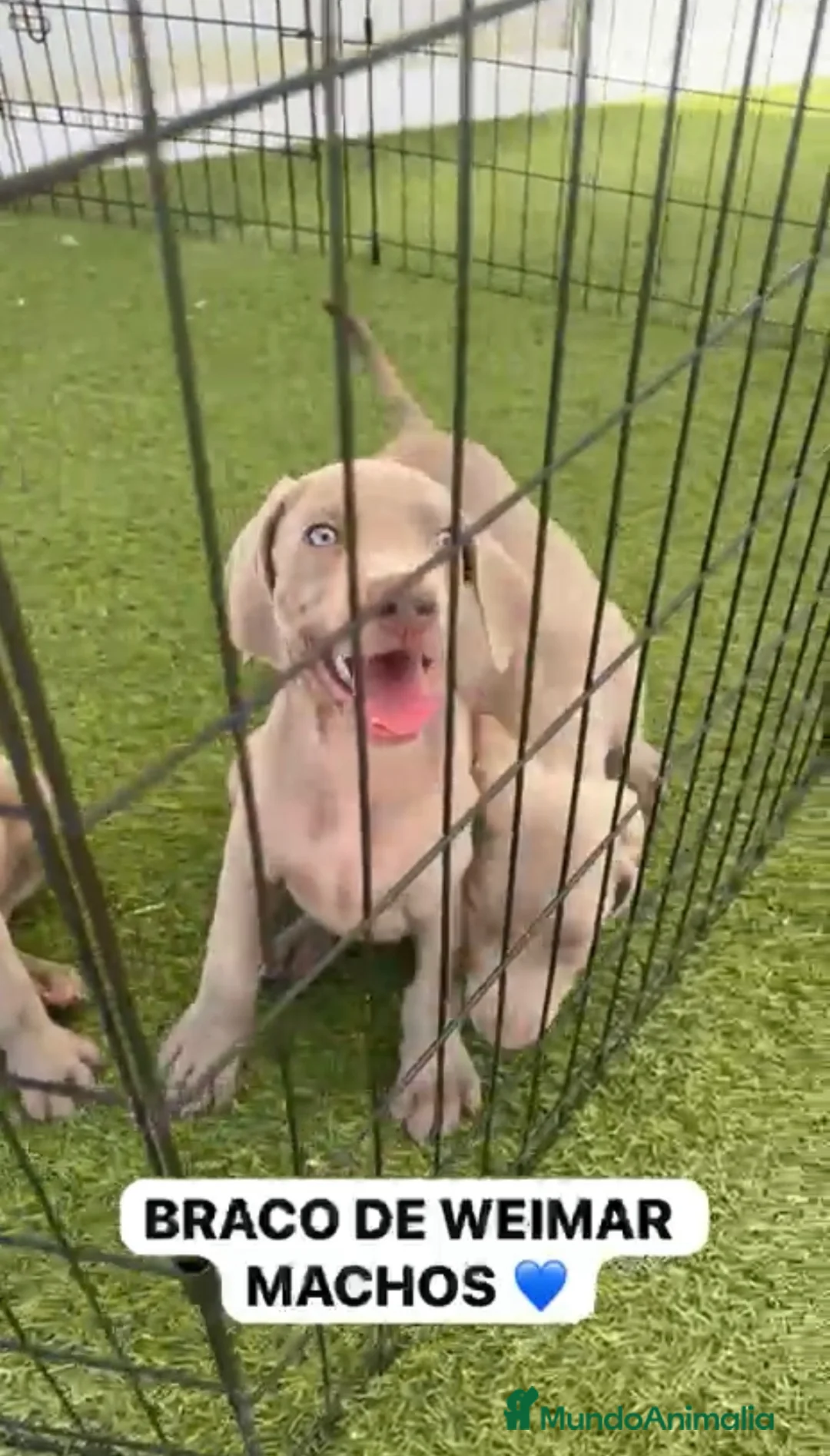 Weimaraner perros en venta: CACHORROS DE BRACO DE WEIMAR  - Anuncio 2