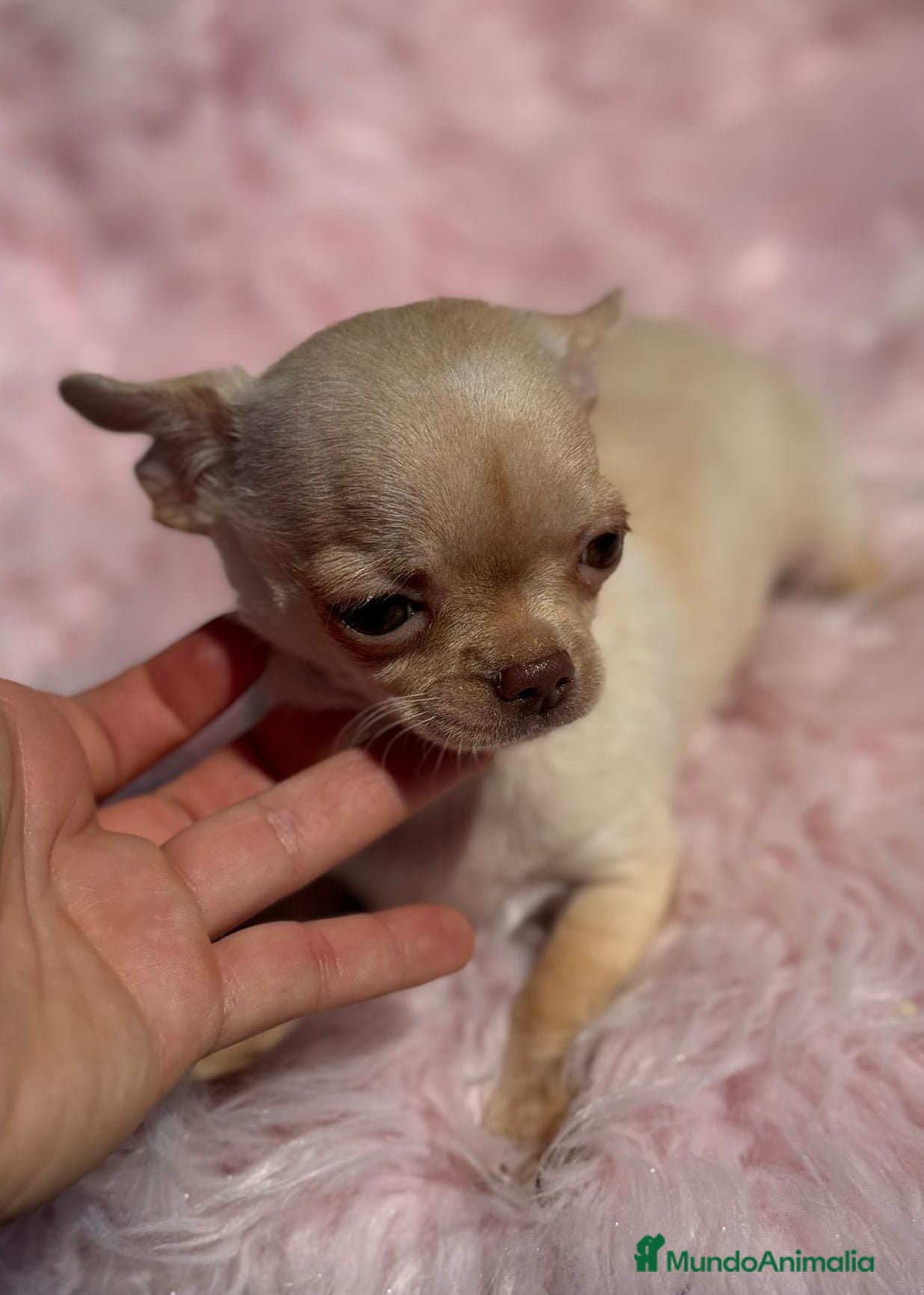 Chihuahua perros Chihuahua  - Anuncio 25