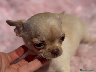 Chihuahua perros Chihuahua - Anuncio 24