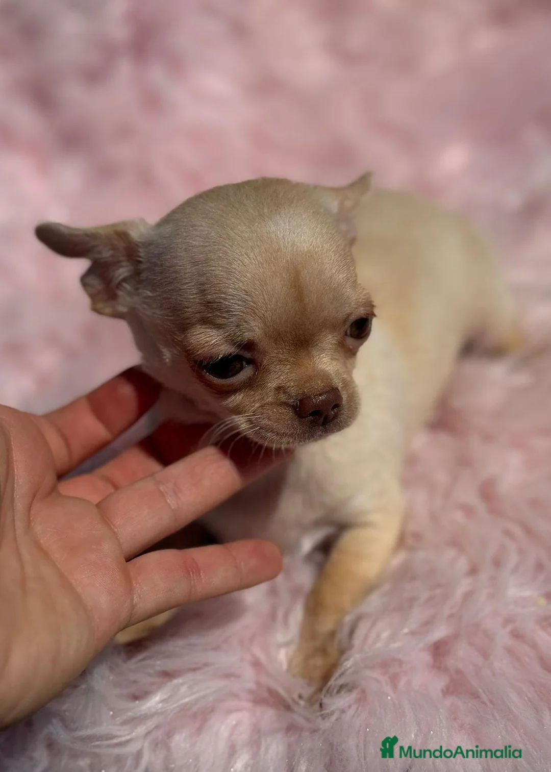 Chihuahua perros en venta: Chihuahua  - Anuncio 1