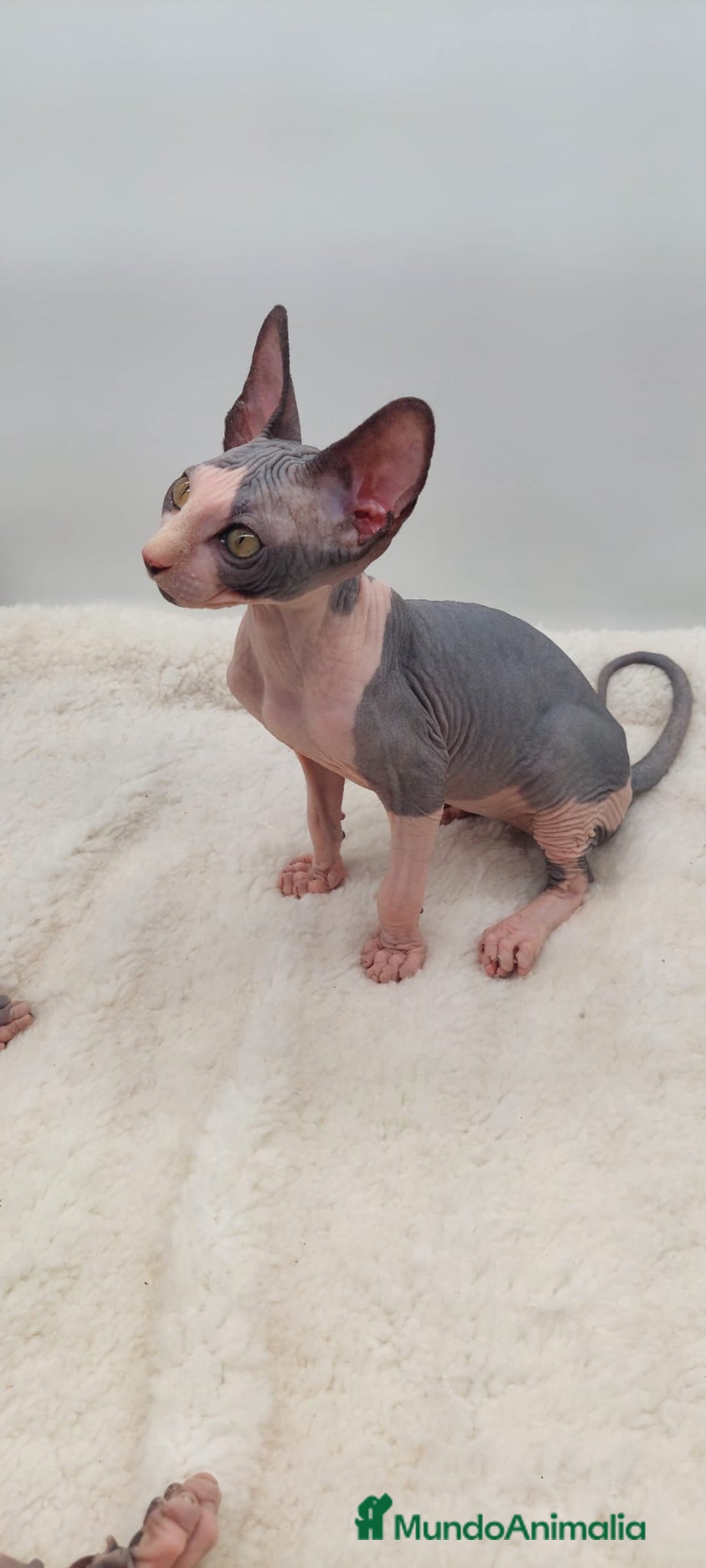 Sphynx gatos en venta: Preciosa camada de machitos - Anuncio 13