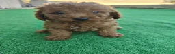 Caniche Toy perros en venta: Caniche Toy - Anuncio 7