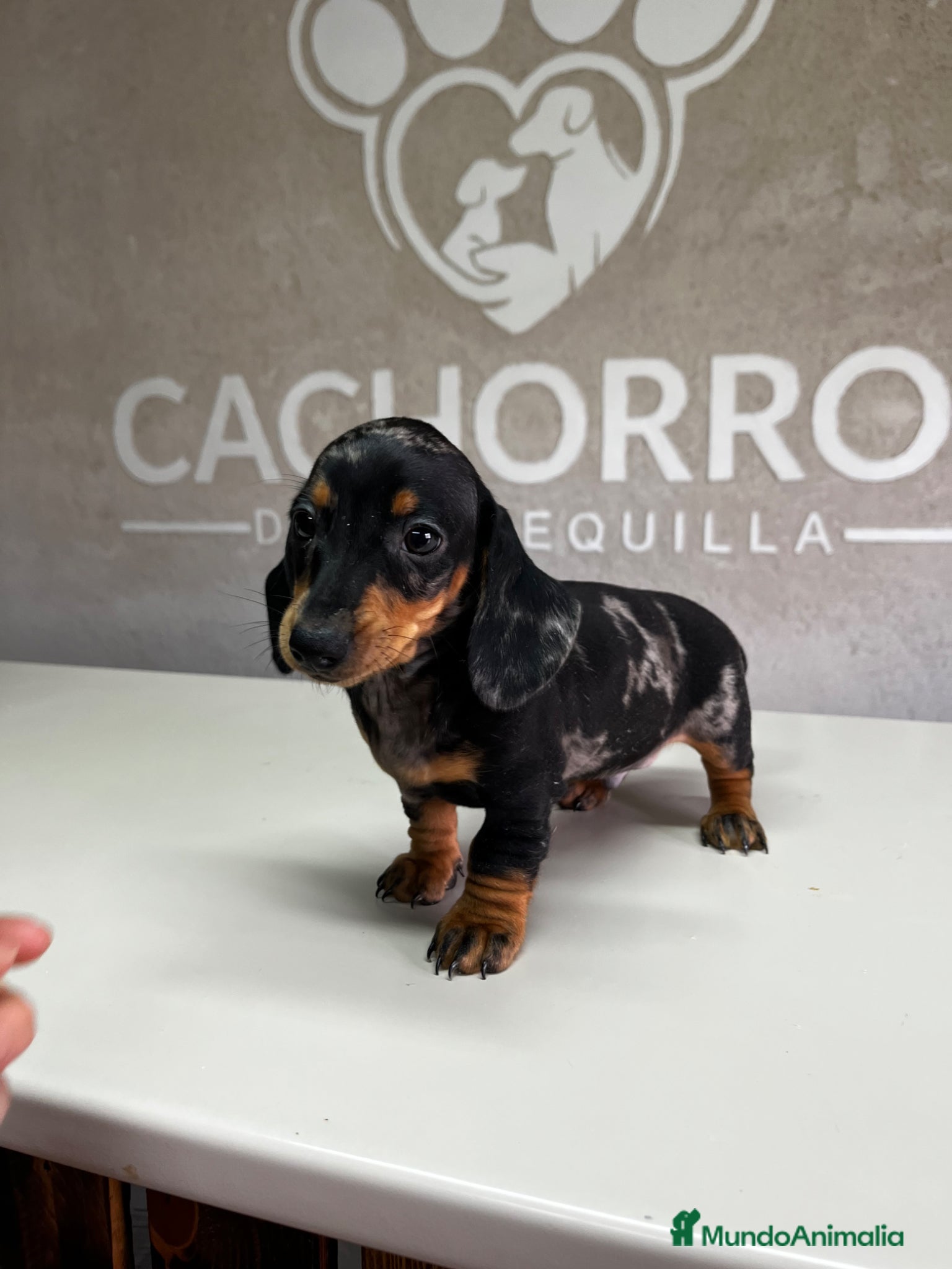 Teckel perros Teckel Arlequin plata  - Anuncio 2